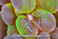 Commensal Shrimp on Bubble Coral Photo - Gary Bell