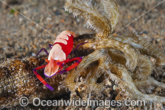 Emperor Shrimp on Sea Cucumber photo