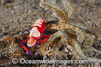 Emperor Shrimp on Sea Cucumber Photo - Gary Bell