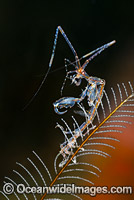 Skeleton Shrimp Caprella sp. Photo - Gary Bell