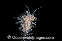 Ghost Shrimp with babies Photo - Gary Bell