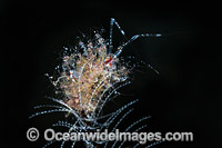Skeleton Shrimp with babies Photo - Gary Bell