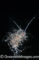 Ghost Shrimp with babies Photo - Gary Bell