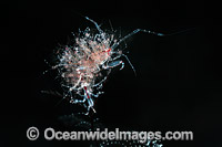 Skeleton Shrimp with babies Photo - Gary Bell
