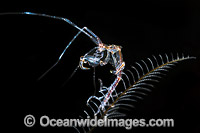 Ghost Shrimp on Hydroid Photo - Gary Bell