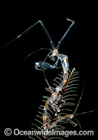 Ghost Shrimp on Hydroid Photo - Gary Bell