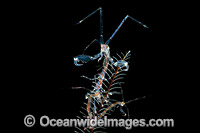 Ghost Shrimp on Hydroid Photo - Gary Bell