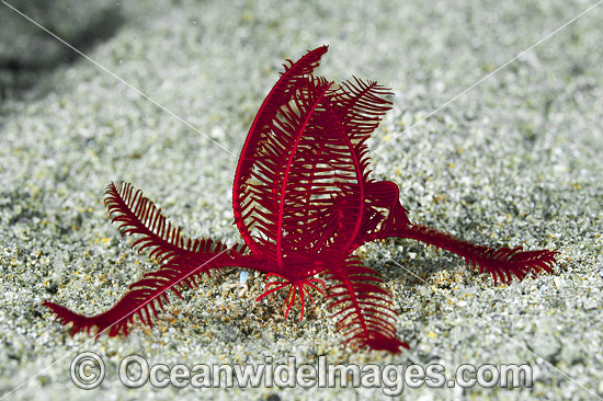 Crinoid Feather Star photo Crinoid Feather Star photo