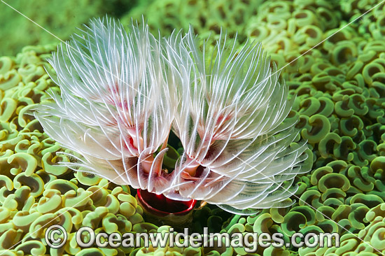 Feather Duster Worm in coral photo Feather Duster Worm in coral photo
