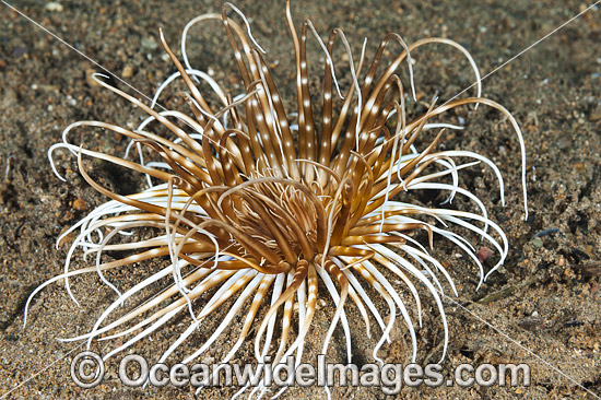 Tubed Sea Anemone photo Tubed Sea Anemone photo