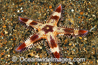 Sea Star Astropecten sp. Photo - Gary Bell