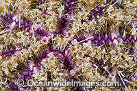 Flower Urchin spines Photo - Gary Bell