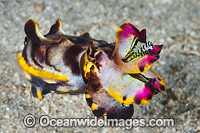 Flamboyant Cuttlefish Coral Triangle Photo - Gary Bell