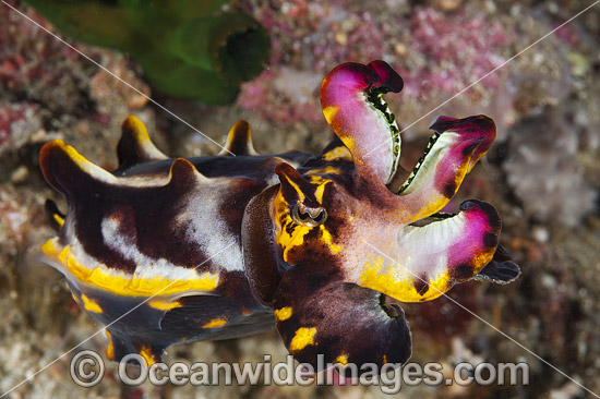 Flamboyant Cuttlefish Coral Triangle photo Flamboyant Cuttlefish Coral Triangle photo
