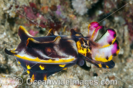 Flamboyant Cuttlefish Coral Triangle photo Flamboyant Cuttlefish Coral Triangle photo