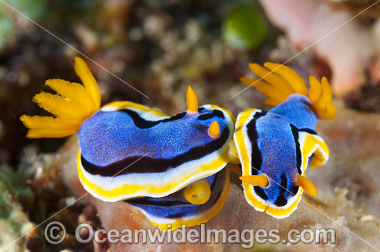 Nudibranch Coral Triangle photo