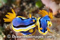 Nudibranch Coral Triangle Photo - Gary Bell