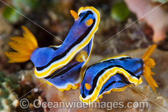 Nudibranch Coral Triangle photo
