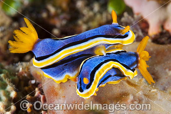 Nudibranch Chromodoris annae photo Nudibranch Chromodoris annae photo