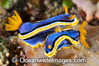 Nudibranch Chromodoris annae Photo - Gary Bell