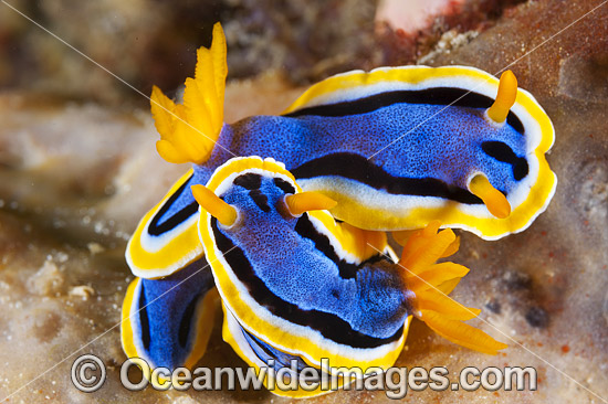 Nudibranch Coral Triangle photo Nudibranch Coral Triangle photo