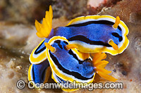 Nudibranch Coral Triangle Photo - Gary Bell