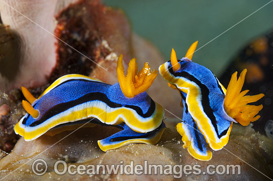 Nudibranch Coral Triangle photo Nudibranch Coral Triangle photo
