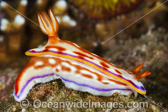 Nudibranch Hypselodoris kaname photo Nudibranch Hypselodoris kaname photo