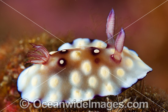 Nudibranch Chromodoris hintuanensis photo Nudibranch Chromodoris hintuanensis photo