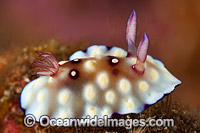 Nudibranch Chromodoris hintuanensis Photo - Gary Bell