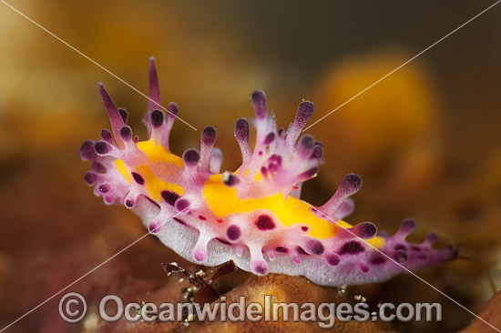 Nudibranch Mexichromis multituberculata photo Nudibranch Mexichromis multituberculata photo