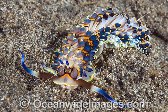 Nudibranch Trinchesia yamasui photo Nudibranch Trinchesia yamasui photo
