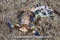 Nudibranch Trinchesia yamasui Photo - Gary Bell