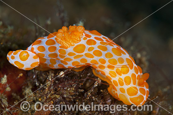 Nudibranch Gymnodoris rubropapulosa photo Nudibranch Gymnodoris rubropapulosa photo