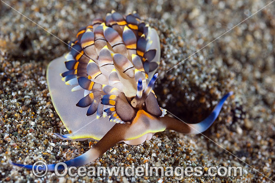 Nudibranch Trinchesia yamasui photo Nudibranch Trinchesia yamasui photo