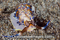 Nudibranch Trinchesia yamasui Photo - Gary Bell