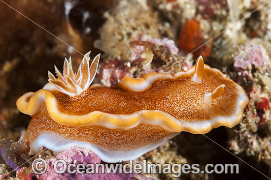 Nudibranch Glossodoris rufomarginata photo Nudibranch Glossodoris rufomarginata photo