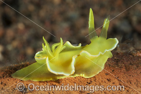 Nudibranch Noumea crocea photo Nudibranch Noumea crocea photo