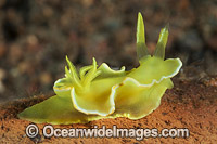 Nudibranch Noumea crocea Photo - Gary Bell