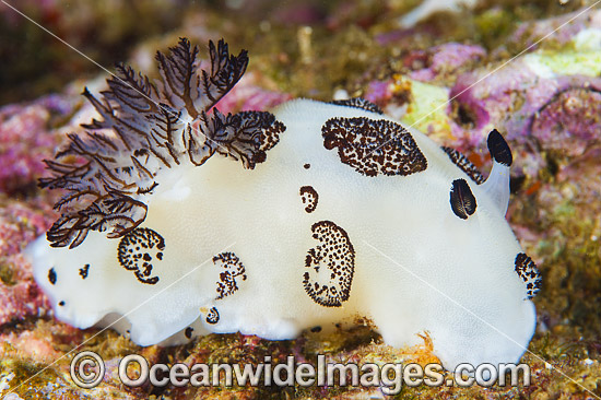 Nudibranch Jorunna funebris photo Nudibranch Jorunna funebris photo