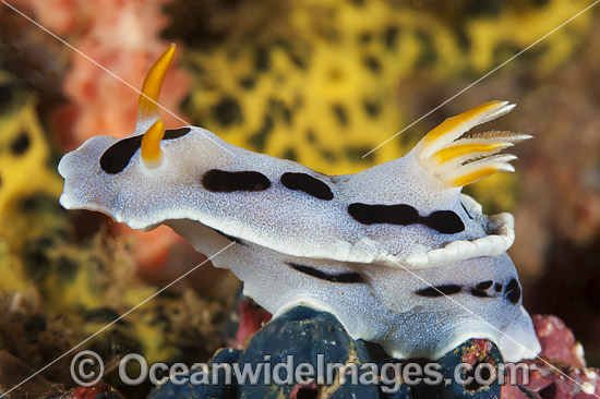 Nudibranch Chromodoris sp. photo Nudibranch Chromodoris sp. photo