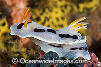 Nudibranch Chromodoris sp. Photo - Gary Bell
