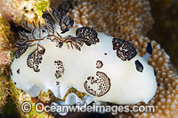 Nudibranch with eggs Photo - Gary Bell