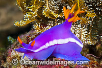 Pink Dorid Nudibranch Photo - Gary Bell