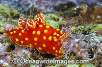 Nudibranch feeding on Nudibranch Photo - Gary Bell
