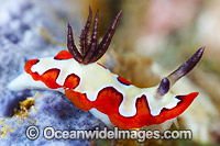 Nudibranch Chromodoris fidelis Photo - Gary Bell