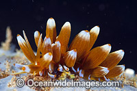 Nudibranch Phyllodesmium kabiranum Photo - Gary Bell