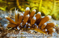 Nudibranch Phyllodesmium kabiranum Photo - Gary Bell