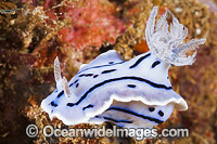 Nudibranch Chromodoris willani Photo - Gary Bell