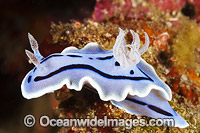 Nudibranch Chromodoris willani Photo - Gary Bell